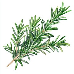 Fototapeta premium Vibrant Green Rosemary Sprig Watercolor Illustration