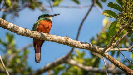 Fototapeta premium Rufous-tailed Jacamar Perched on Branch Vibrant Bird Photography, Close-up Composition, Tropical Bird, Wildlife jacamar, bird photography