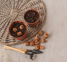 Pot of crocuses and crocus bulbs and garden shovel  on table.