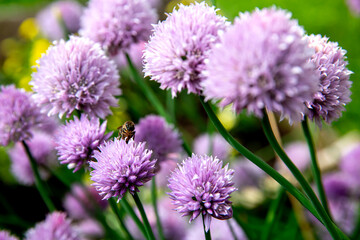 Flores rosas con una abeja