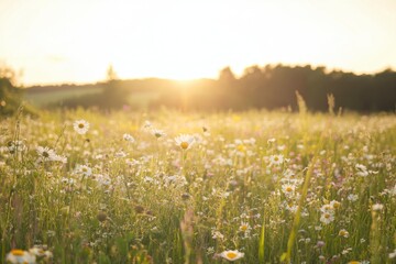 Naklejka premium A serene meadow bathed in golden sunlight, filled with delicate daisies and wildflowers swaying gently in the breeze
