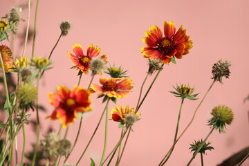 Flowers of common gaillardia or blanketflower (Gaillardia aristata) in garden