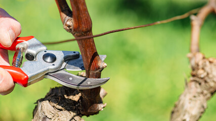 Close-up of the cut of the vine branch during pruning in winter. Traditional agriculture. Winter pruning, Guyot method.