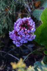 Purple bergenia flower on a blurred garden background, outdoors, top view on a spring day.