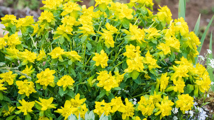 Cushion Spurge garden plant yellow flower leaf tips. Euphorbia epithymoides Euphorbia Polychroma. Group of flowers in a flowerbed on a spring day. Selective focus.
