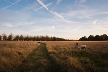 Deer in Bushy Park, London