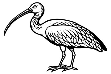 Obraz premium Elegant Scarlet Ibis Bird Vector Design