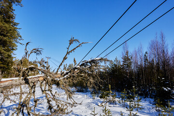 Tree contact compromises high voltage overhead transmission line creating electrical hazard in...
