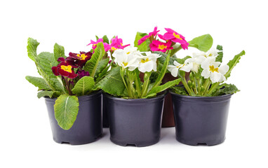 Blooming primroses in pots.