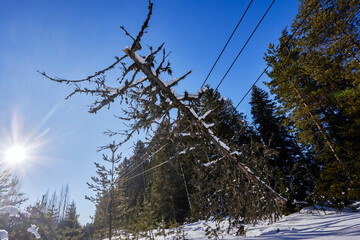 Vegetation management failure leads tree failure causing conductor damage overhead power lines...