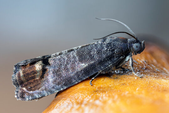 Apfelwickler - Cydia pomonella