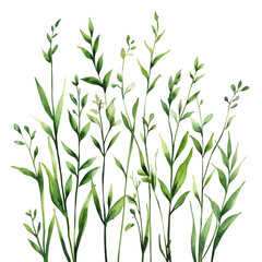 Fototapeta premium Green grass watercolor clipart