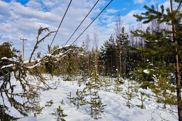Fallen tree contacts energized conductors of overhead transmission line creating potential...