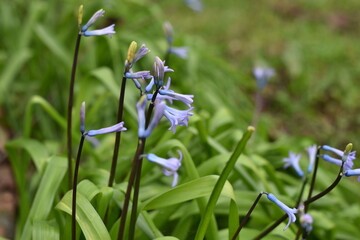La scilla del bosco (Scilla bifolia) è un piccolo fiore blu che ama gli ambienti umidi e freschi....