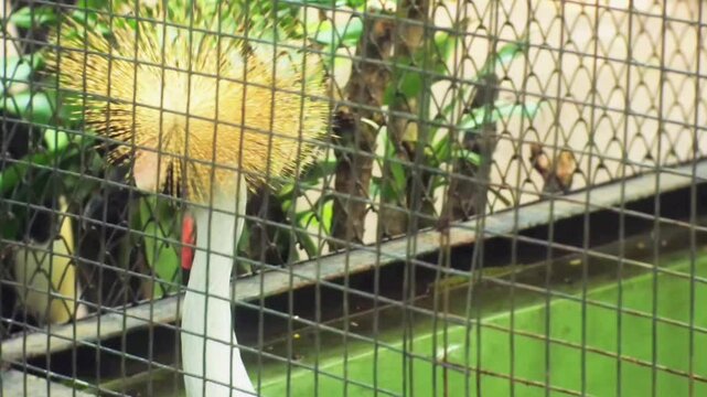 Close up of a Black Crowned Crane (Balearica pavonina) a type of crowned crane