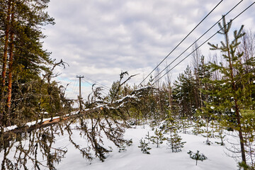Fallen tree disrupts power lines visible in snow covered woodland, highlighting damage to electrical infrastructure and potential service interruption during winter conditions.