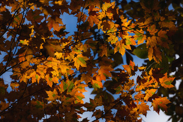Orange leaves in the Missouri Ozarks.