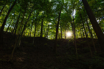 Obraz premium Sunlight in the Missouri Ozarks.