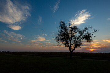 A sunset and tree silhouette in Missouri farmland.