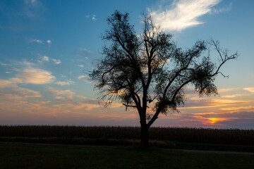 Fototapeta premium A sunset and tree silhouette in Missouri farmland.