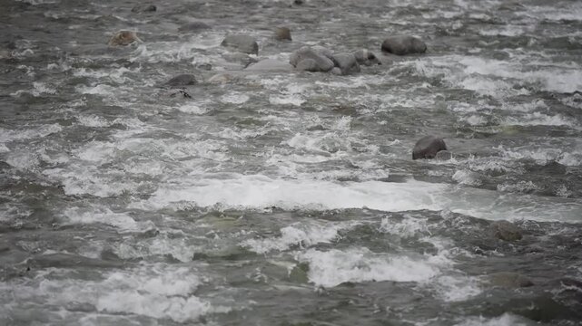 Mountain river with fas water falling rapids flowing trough stone in mountain forest, snow melting flood in spring, slow motion
