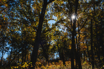Fall colors in the trees, in the Missouri Ozarks.