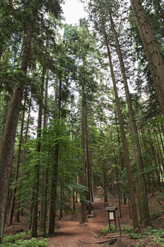 Vallombrosa, Reggello, Florence, Italy: the forest of giants with two of the tallest trees in Italy, Douglas fir 62.45 and 59 meters tall