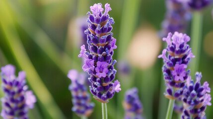 Obraz premium A detailed view of a lavender spike, highlighting the tiny clustered florets and their velvety texture