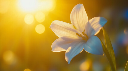 A glowing bluebell in golden hour lighting, with soft shadows and sunlight filtering through its translucent petals