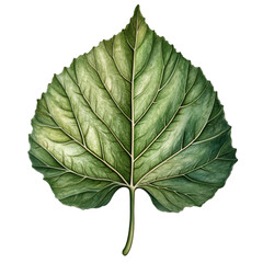 Serene Green Leaf Botanical Illustration Nature Art Tranquil Detail