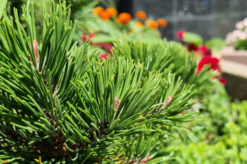 christmas tree branches with cones