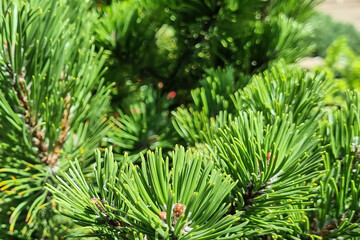fresh green pine branches in the sun