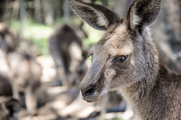 kangaroo and baby in the zoo