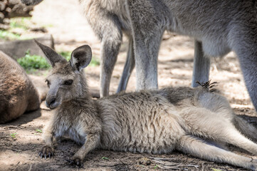 kangaroo and baby in the zoo