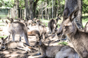 kangaroo and baby in the zoo