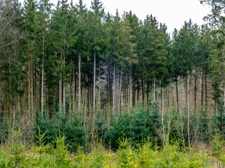 Wiederaufforstung nach Kahlschlag im Mischwald