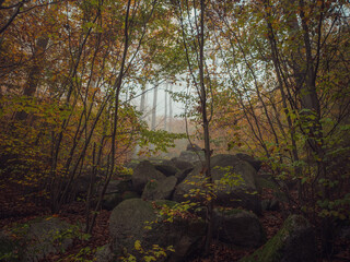 morning in the forest