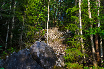 stone cliffs in a coniferous forest in summer on a sunny day