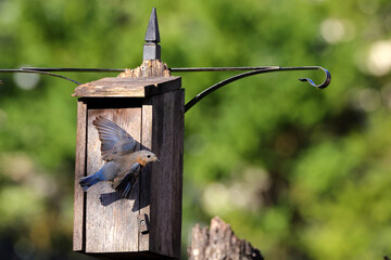 Blue birds flying around bird box against blurry background