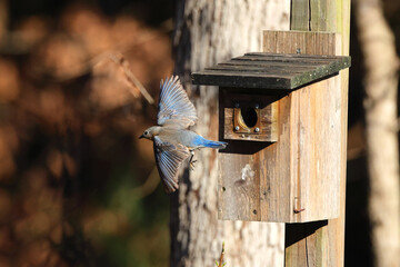 Blue birds flying around bird box against blurry background