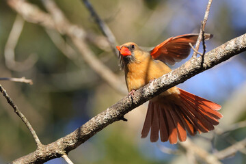 Female cardinal red bird taking flight against blurry blue sky. 