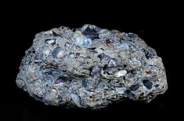 Many shells petrified into a stone