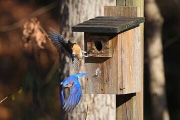 Blue birds flying around bird box against blurry background