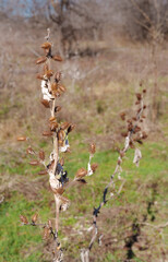 Cocklebur seed pods on dried plants during late winter near Benbrook Lake, Texas, USA