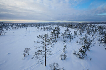 Trail in a snowy bog