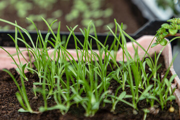 Micro greens in macro view, young growth