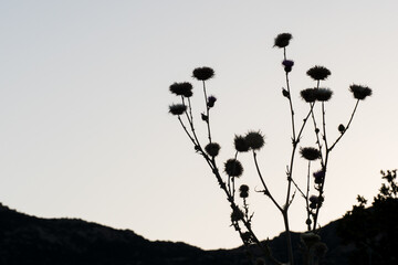 silhouette of a flower