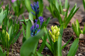 Spring flowers pattern  muscari, hyacinth, pansies 