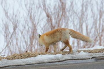 red fox