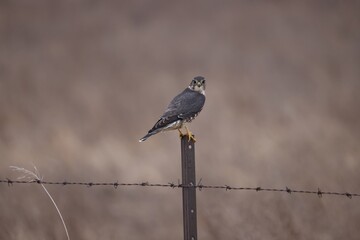 Merlin Falco columbarius on a fence post hunting for its next meal